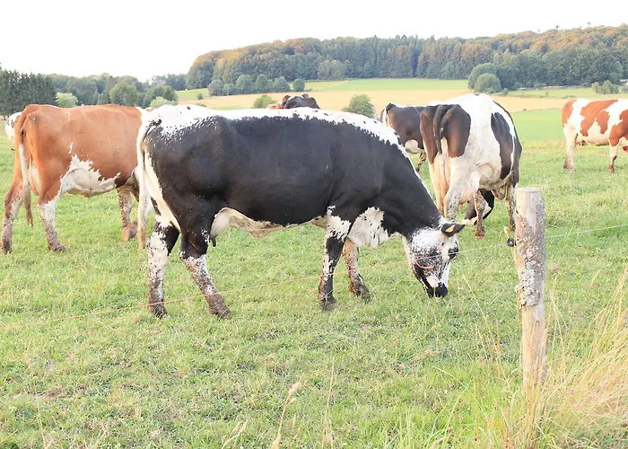 Гостевой дом Maison Carmen - Restaurant , Meuble De Tourisme,
